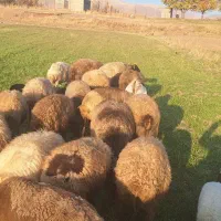 گوسفند بره دار و ابستن|حیوانات مزرعه|کرمانشاه, |دیوار