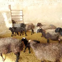 28راس زایده 5راس ابستن|حیوانات مزرعه|قنوات, |دیوار