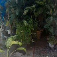 گل طبیعی|گل و گیاه طبیعی|چناران, |دیوار