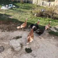 بوقلمون طبیعی|حیوانات مزرعه|اردبیل, |دیوار