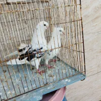 کبوتر تهرانی