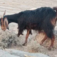 بز، کولار، کهره، چاق