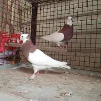 طوق سرخ|پرنده|شیراز, کوزه گری|دیوار