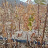 فروش|خدمات باغبانی و درختکاری|بسطام, |دیوار