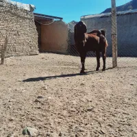 بزغاله پاکستانی نر۱۰ راس. بز میش بره|حیوانات مزرعه|رضویه, |دیوار