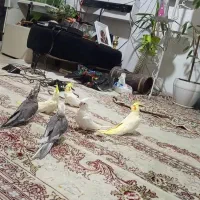 طوطی عروس هلندی جفت مولد درجه یک