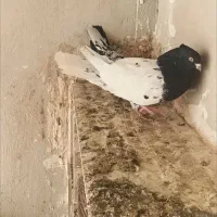 نر کله سیاه