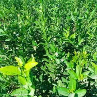 فروش نخل خرما ونهال مرکبات ارسال رایگان|گل و گیاه طبیعی|یزد, |دیوار