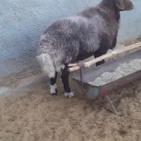 سلام یک عدد قوچ همه چی تمام درجه ۱ فروشی|حیوانات مزرعه|دهق, |دیوار