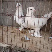پرنده زینتی|پرنده|سراوان, |دیوار