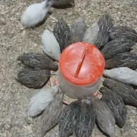 بلدرچین ۵۰روزه گوشتی و تخم گزار|حیوانات مزرعه|لوندویل, |دیوار