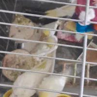 لوتینو دستی دو و سه ماهه|پرنده|تهران, والفجر (افسریه)|دیوار