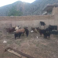 فروش فوری بز کهره دار