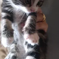 2 عدد بچه گربه