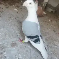 سارو گراف