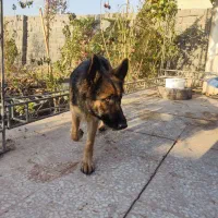 ژرمن ماده اصیل