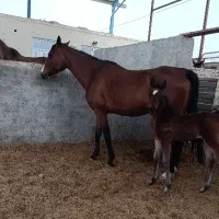 مادیون و کره نر