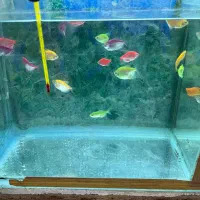 ماهی کالر کپی و مولی|ماهی|سراب, |دیوار