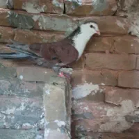 3تا کفتر پرشی