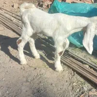 بزپاکستانی کهره نرگلابی فروشی|حیوانات مزرعه|جیرفت, |دیوار