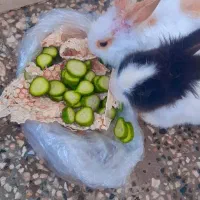 خرگوش لوپی با قفس