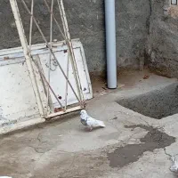 کبوتر