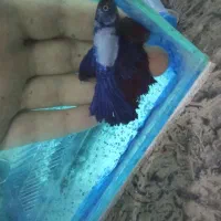 ماهی فایتر|ماهی|تبریز, |دیوار