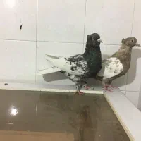 کفتر کبوتر بهبهانی|پرنده|شیراز, تندگویان|دیوار