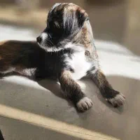 واگذاری سگ|سگ|پردیس, فاز ۴|دیوار