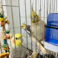 عروس هلندی نر و ماده|پرنده|ری, ظهیرآباد|دیوار