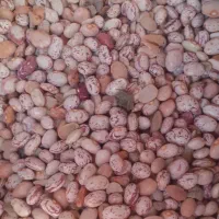 فروش لوبیا چیتی به قیمت عمده|خوردنی و آشامیدنی|شاهین‌شهر, مورچه خورت|دیوار