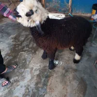 بره نر|حیوانات مزرعه|مسجد سلیمان, |دیوار