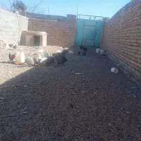 مرغ و خروس گلین شاخدار برهما بوقلمون ویاندوت|حیوانات مزرعه|بیرجند, |دیوار