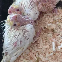 جوجه عروس هلندی|پرنده|اندیمشک, |دیوار