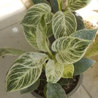 گلفروشی ژوان(کیهانشهر)|گل و گیاه طبیعی|کرمانشاه, |دیوار