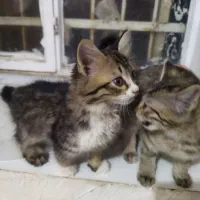 بچه گربهdhl|گربه|بیرجند, |دیوار