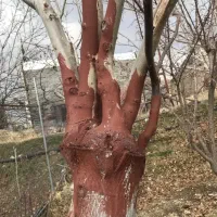 پیوند گردو و کارشناسی تخصصی باغات