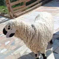 2 بره نره خونه ای