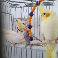 فروش عروس هلندی مولد