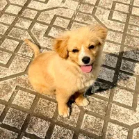 توله سگ پامرانین شیتزو