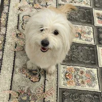 سگ اپارتمانی