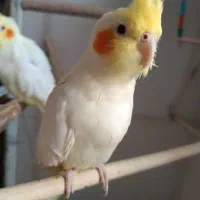 عروس هلندی لوتینو آهویی|پرنده|جغتای, |دیوار