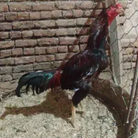 خروس نسل دار|حیوانات مزرعه|شبستر, |دیوار