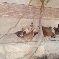 مرغ گلین|حیوانات مزرعه|اصفهان, باغ فدک|دیوار