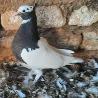 کبوترطوق سیاه کاکل ساده|پرنده|فسا, |دیوار