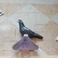 کبوتر پرشی بالاگیر تهرانی و کاشانی رسید|پرنده|اهواز, کوی راه کربلا|دیوار