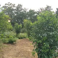۲۵۳مترزمین کاربری مسکونی