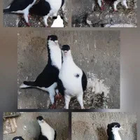 جفت ساده کاکلی