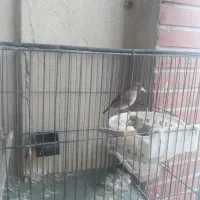 سهره کرمونی جوجه قفس