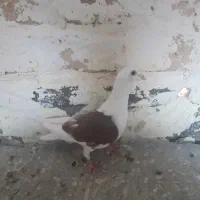کبوتر سرخ زرد